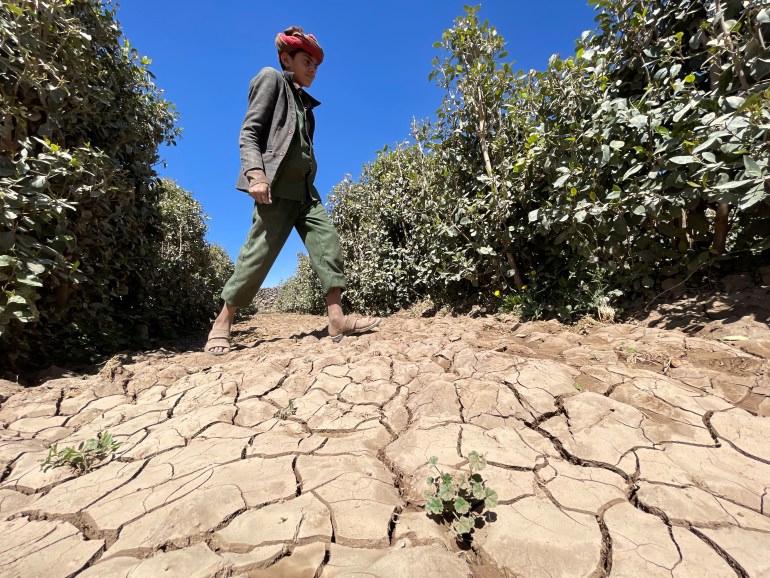 A boy walks at a farm where qat is cultivated using underground water on the outskirts of Sanaa, Yemen