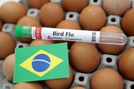 A test tube labelled 'Bird Flu', eggs and a piece of paper in the colours of the Brazilian national flag