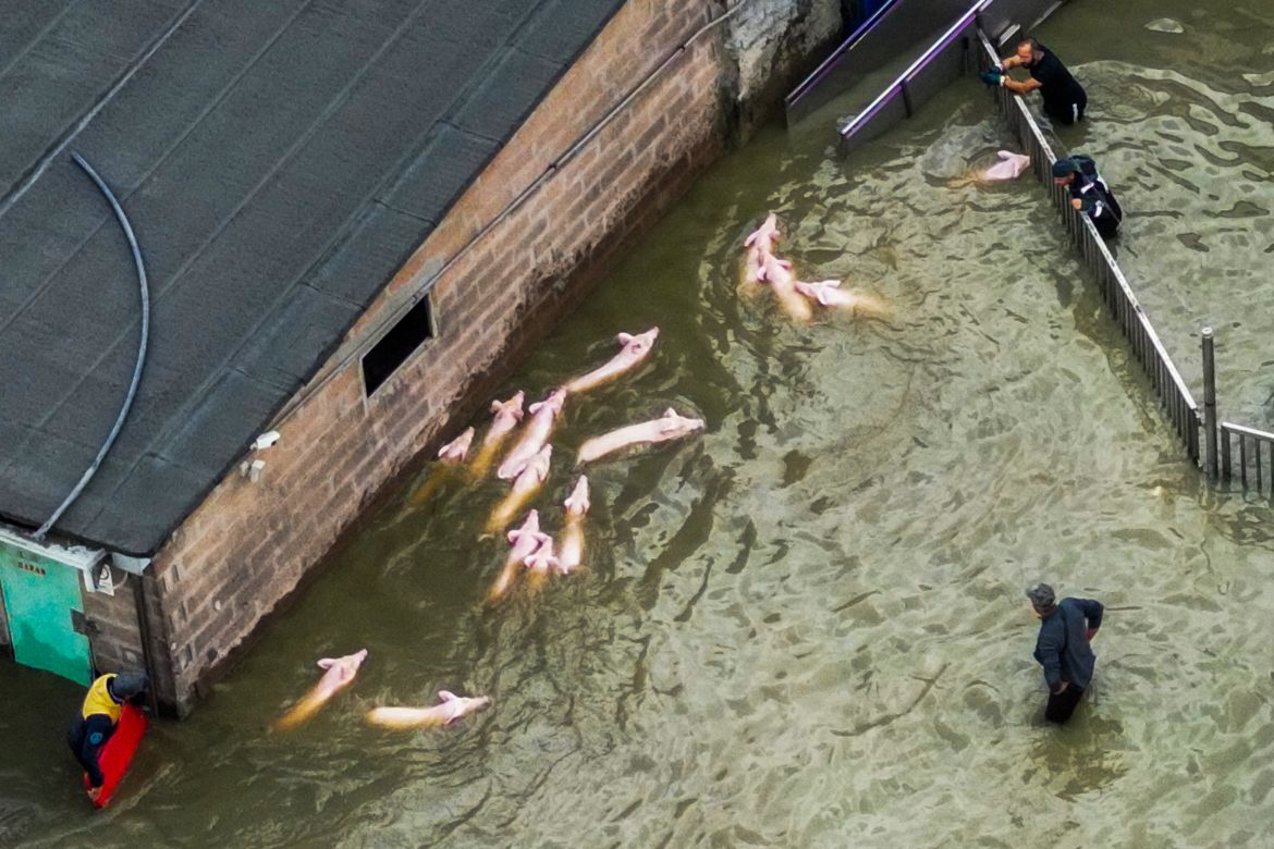 Farmers gathering pigs to transport them away from their flooded enclosure, after heavy rains caused flooding across Italy's northern Emilia Romagna region. [Andreas Solaro/AFP]
