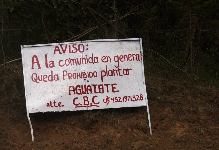 A white sign with red hand-painted letters in Spanish warns against avocado planting.