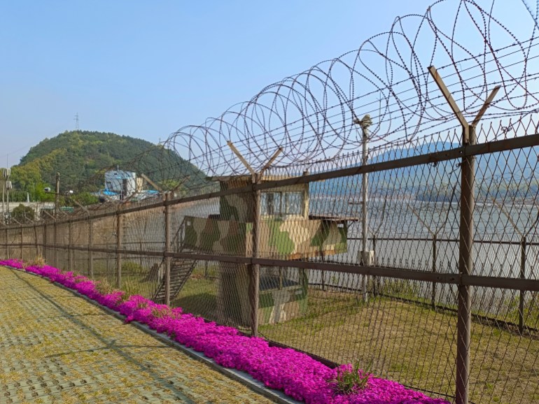 A South Korean watchtower surrounded by barbed wire at the DMZ. There is bright pink bougainvillea growing on the path next to it 
