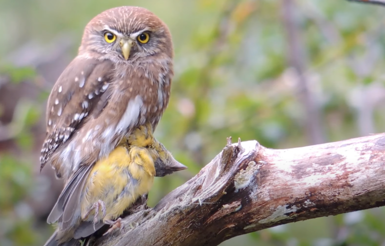 an owl sits on a tree branch