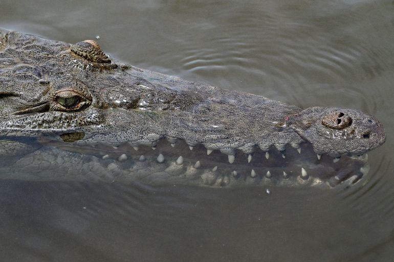 An American crocodile in Tarcoles, Costa Rica