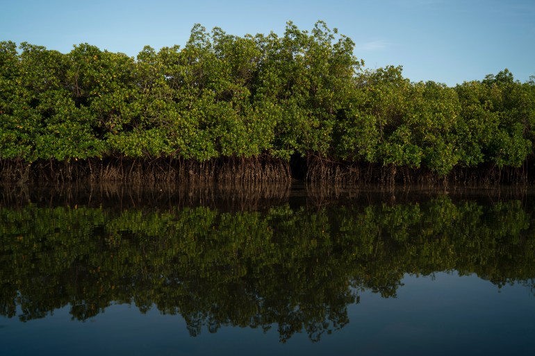 FILE - The low tide of the estuary exposes oysters growing in the mangroves of the Gambia river in Serrekunda, Gambia on Sept. 26, 2021. In a bid to protect coastal communities from climate change and encourage investment, African nations are increasingly turning to mangrove restoration projects. (AP Photo/Leo Correa, File)