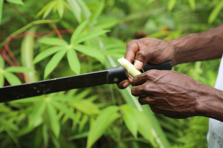 An Ogoney cuts a local vegetable to eat. The picture shows a close up of their hands, the vegetable being cut on the knife blade
