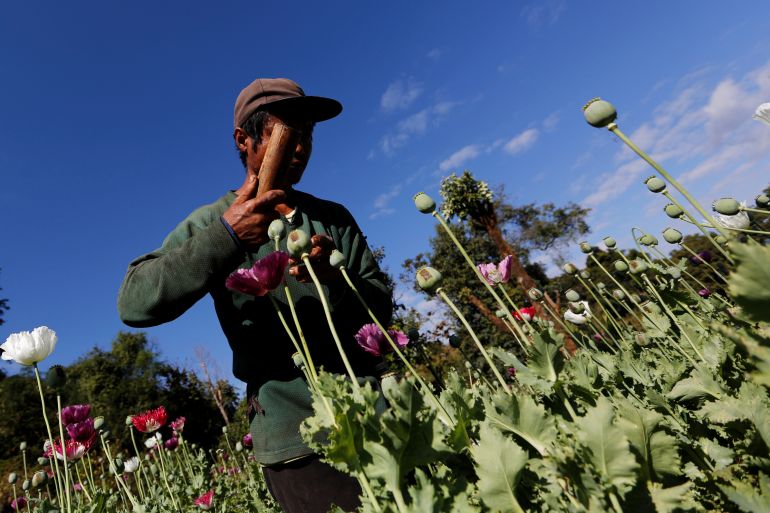 A man harvests opium as he works in an opium field outside Loikaw, Kayah state, Myanmar, November 30, 2016. Picture taken on November 30, 2016. REUTERS/Soe Zeya Tun