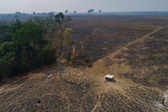 Acres of land stripped of trees by deforestation