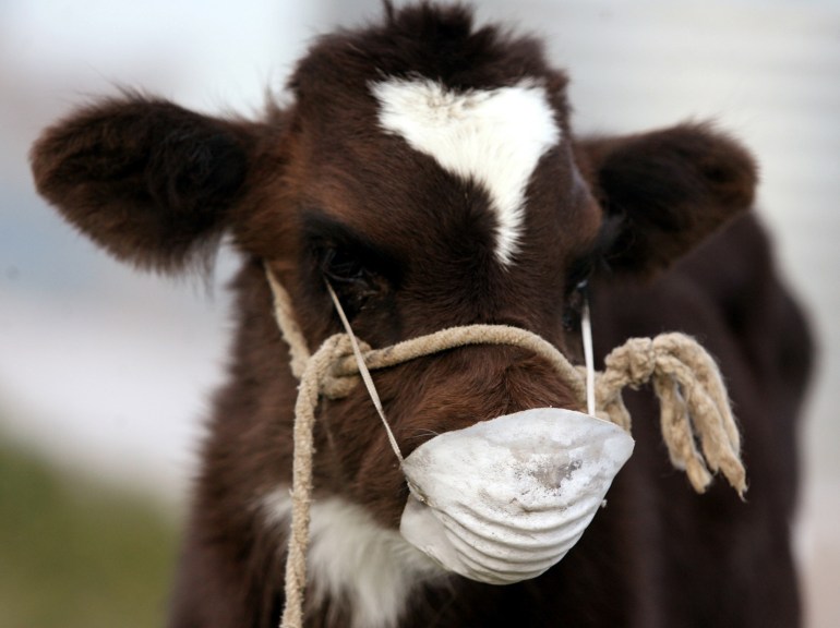A cow wears a face mask on its snout