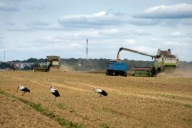 Storks walk in front of harvesters in a wheat field in the village of Zghurivka, Ukraine
