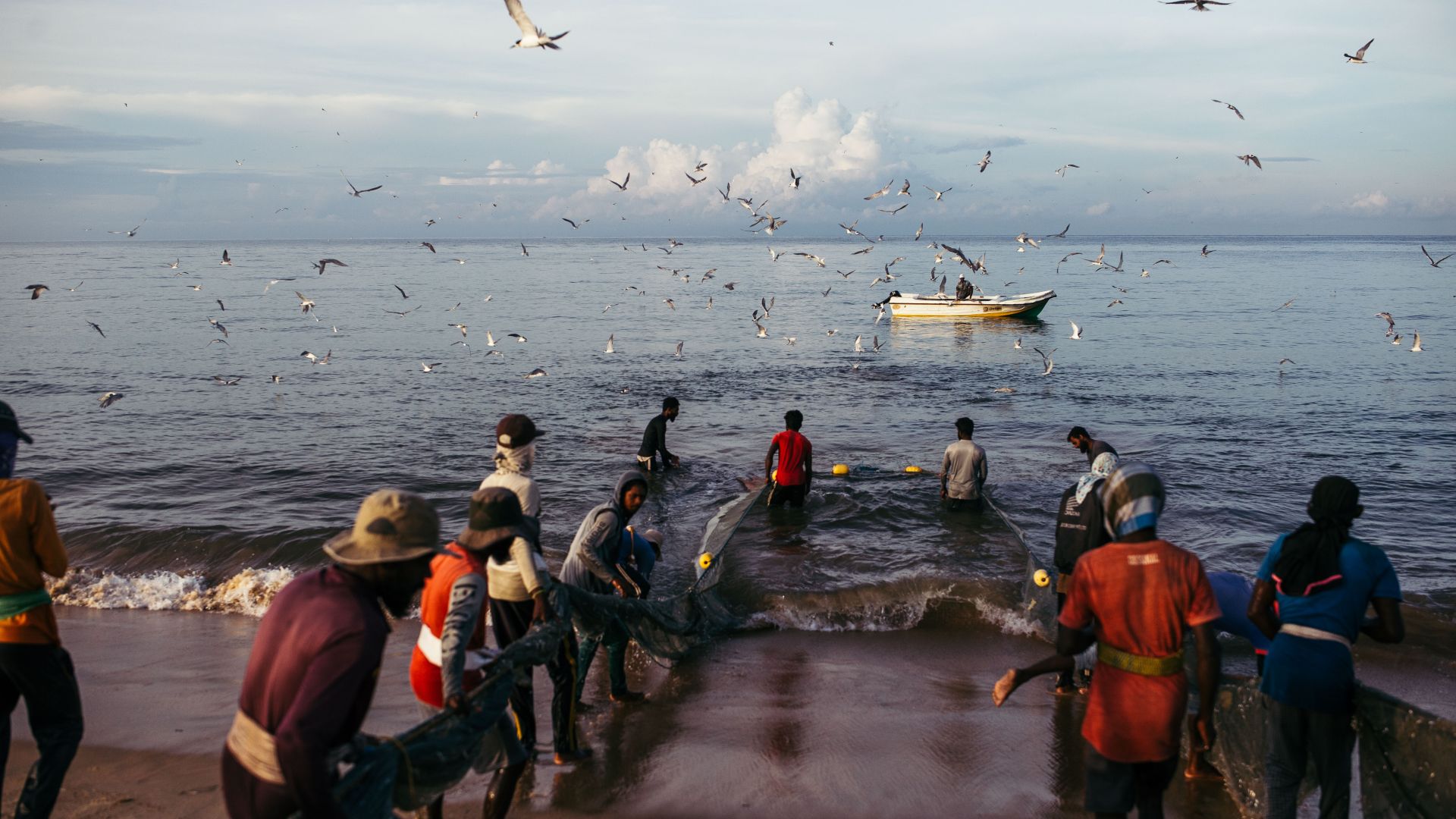 A traditional, fully beach seine group in Kalpitiya hauls in a large school of anchovies