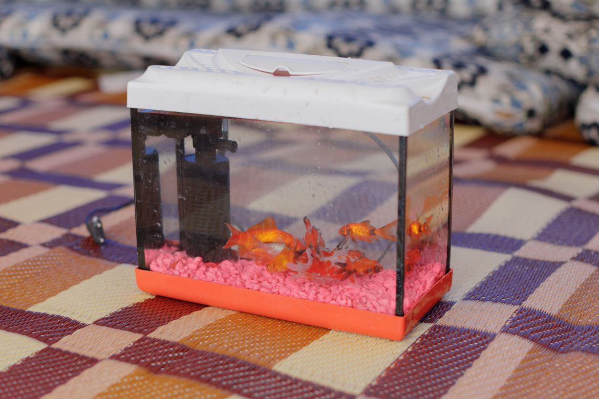 An aquarium (and its content) that were a gift to Abdulraheem (3)