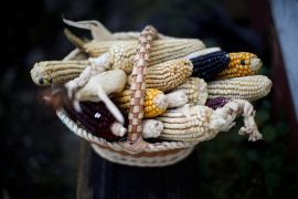 Corn cobs in a basket