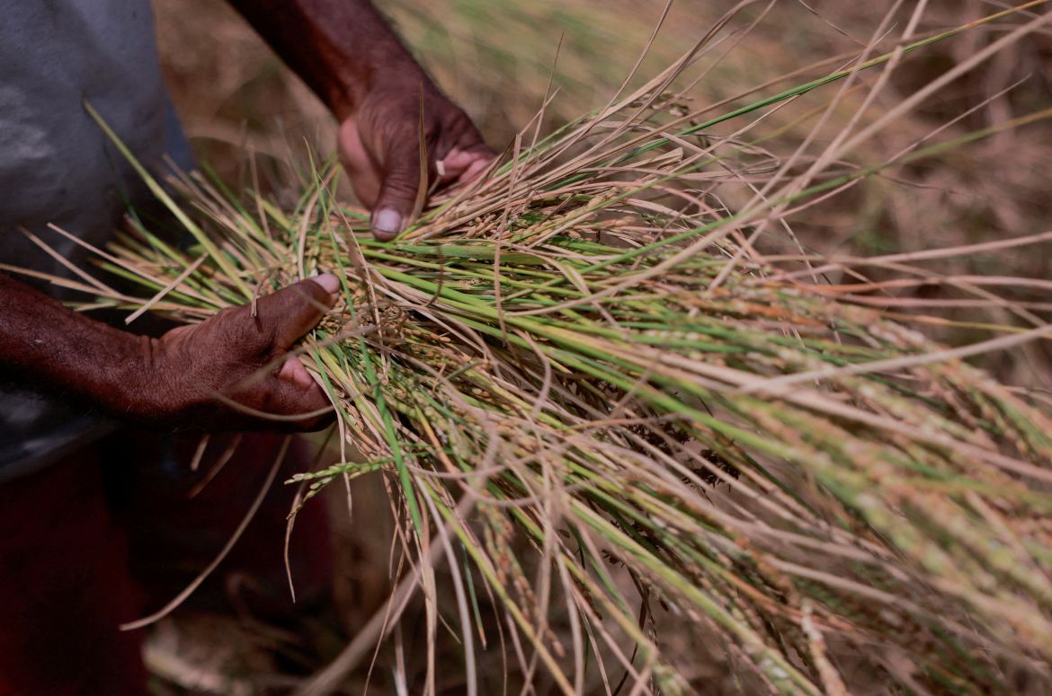 Drought dents Sri Lanka's economic hopes, farmers' livelihood