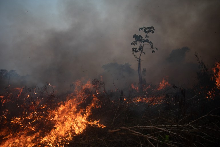 A fire tears through the Amazon rainforest, burning trees.