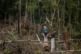 A man walks along a fallen tree trunk in the Amazon rainforest.