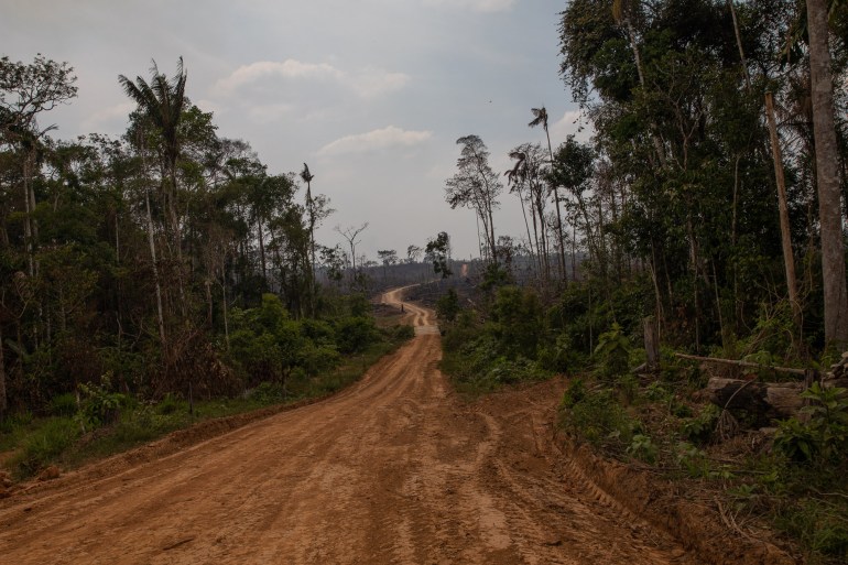 A dirt road cuts through the Amazon rainforest.