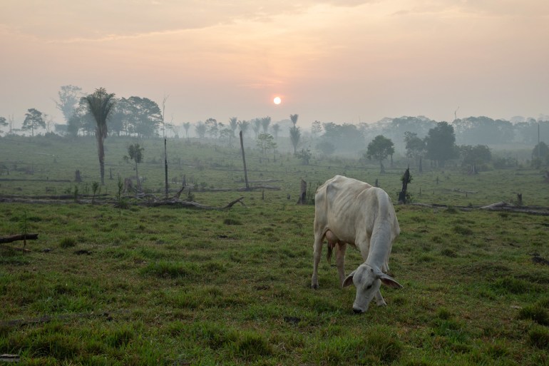 A cow grazes in a hazy pasture that used to be rainforest.