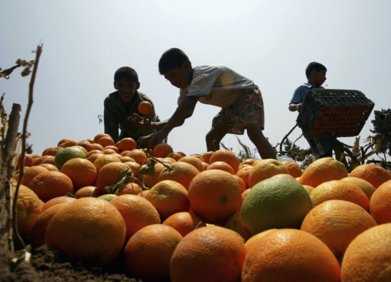 Palestinian boys gather oranges