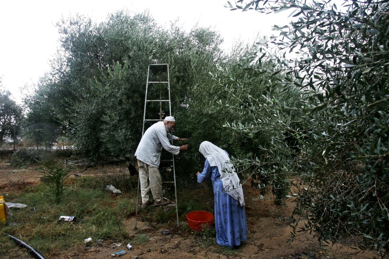A man and woman harvesting olives in a grove