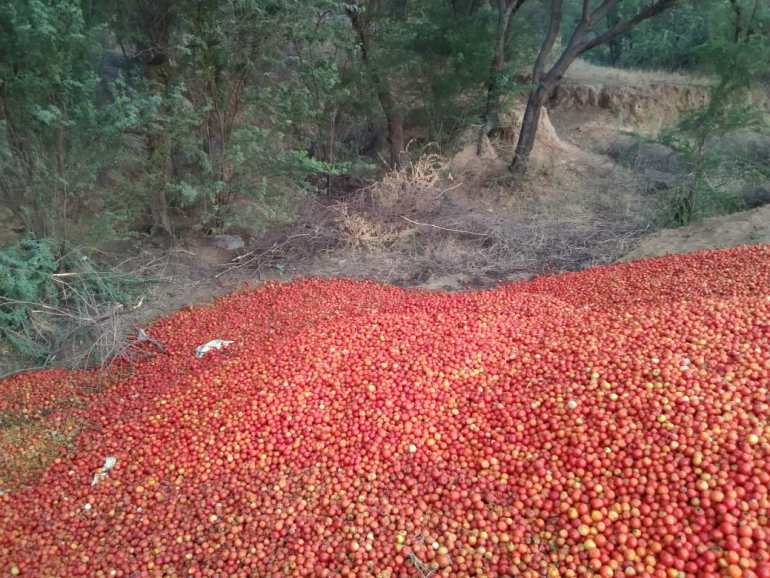 Tomato King Ramesh Pangal discarded these tomatoes at the edge of his farm in late May as prices plummeted