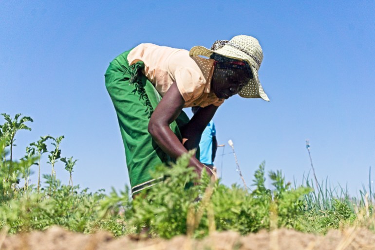 Patricia Mpofu tends to a carrot patch at the Thuthuka Garden, a community peace garden created to provide women with a livelihood and a safe space to talk about human rights