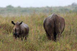 A white rhino with its calf in Kenya. They are in grassland. The mother is facing away and the calf is looking at the camera