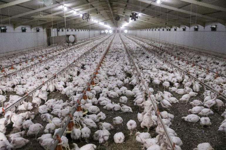 Chickens at a poultry farm at Hartbeesfontein, a settlement near Klerksdorp, in the North West province, South Africa
