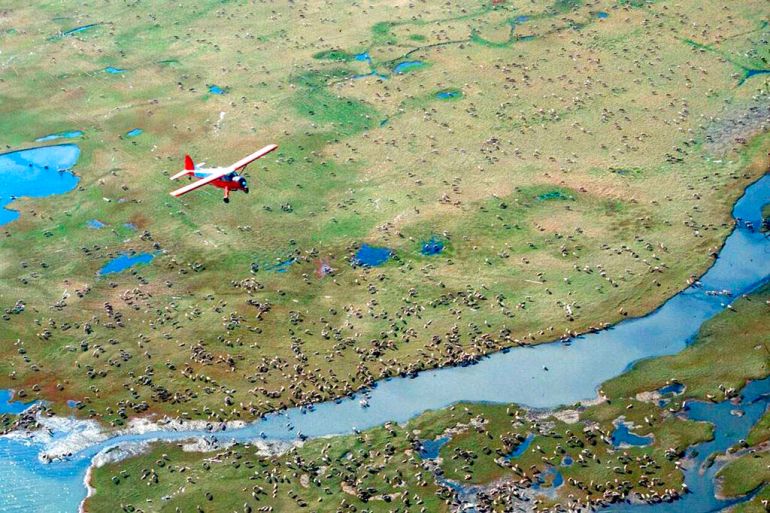 A plane flies over a herd of caribou in Alaska