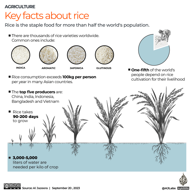 INTERACTIVE_RICE_FACTS_SEP20_2023-1695192953