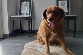 Bobi, a purebred Rafeiro do Alentejo Portuguese dog, poses for a photo with his Guinness World Record certificates for the oldest dog