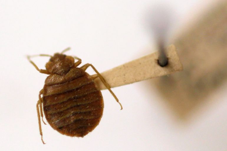 In this March 2011 photo, a bedbug is displayed at the Smithsonian Museum, US