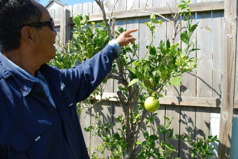 A man, seen from behind, points toward an orange tree planted in front of a wooden fence. One round, green orange hangs prominently from a branch.