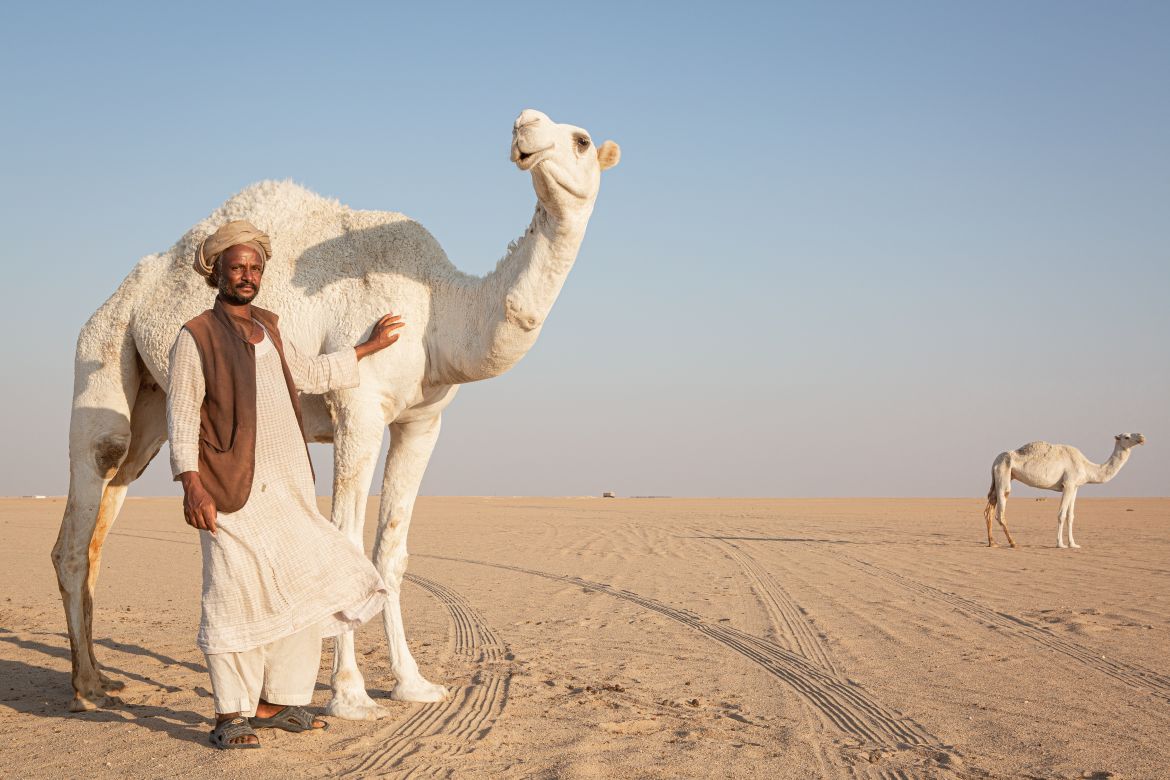 A Sudanese migrant worker looks after camels in Kuwait's vast desert areas