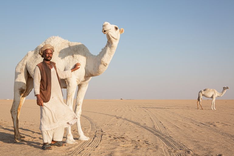 A Sudanese migrant worker looks after camels in Kuwait's vast desert areas