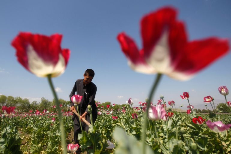 An Afghan man works on a poppy field in Jalalabad province April 17, 2014. Afghanistan is the world's top cultivator of the poppy, from which opium and heroin are produced. Despite more than a decade of efforts to wean farmers off the crop, fight corruption and cut links between drugs and the Taliban insurgency, poppy expanded to 209,000 hectares (516,000 acres) in 2013, up 36 percent from the previous year. REUTERS/ Parwiz (AFGHANISTAN - Tags: DRUGS SOCIETY AGRICULTURE ENVIRONMENT)