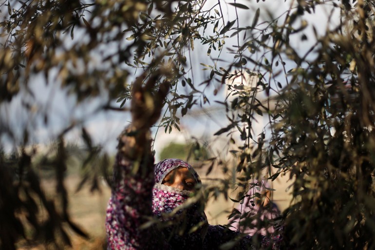 A Palestinian woman picks olives at a farm, in Khan Younis in the southern Gaza Strip 