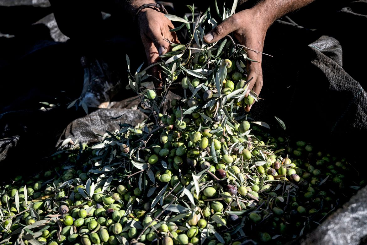 A Palestinian man holds a handful of freshly-picked olives with leaves and branches during the harvest at a grove outside Ramallah in the occupied West Bank.