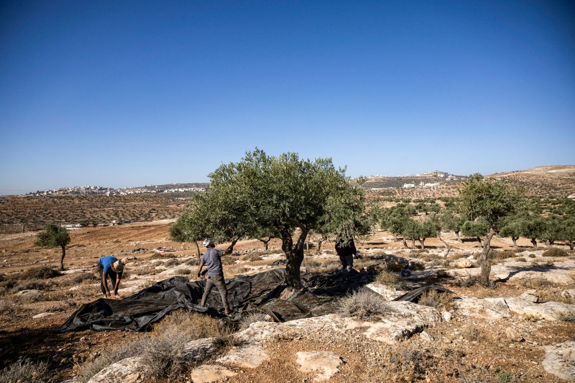A Palestinian man shakes an olive tree during the harvest season at a grove outside Ramallah in the occupied West Bank.