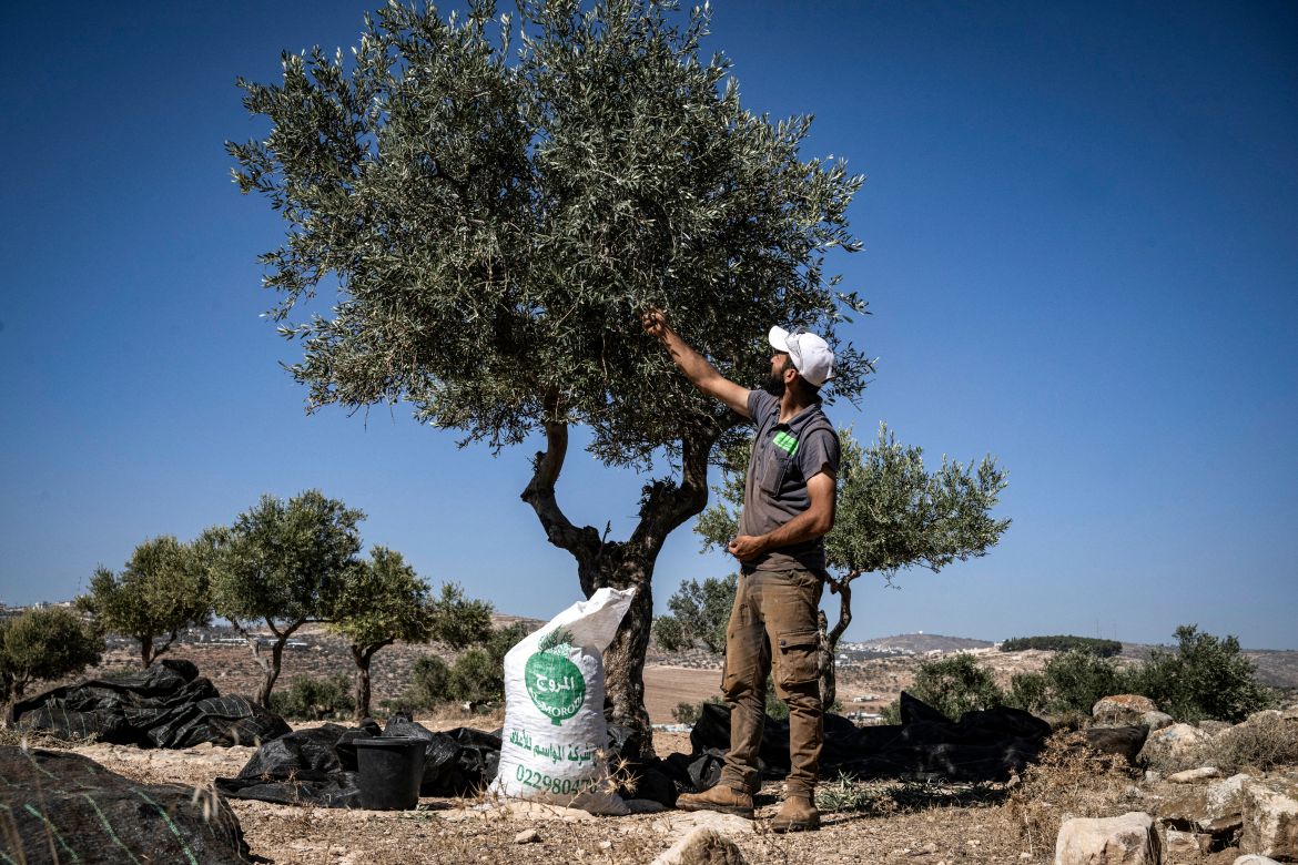 A Palestinian man picks olives from a tree during the harvest season at a grove outside Ramallah in the occupied West Bank.