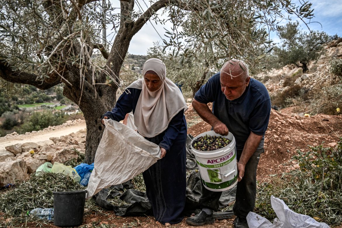 A Palestinian woman and man collect olives during the harvest season at a grove outside Ramallah in the occupied West Bank.