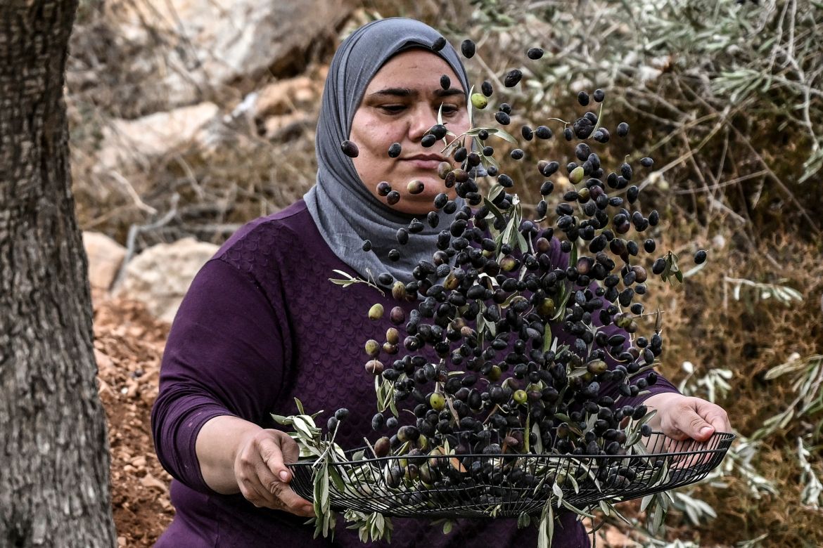 A Palestinian woman shakes olives to filter off leaves during the olive harvest at a grove outside Ramallah in the occupied West Bank.