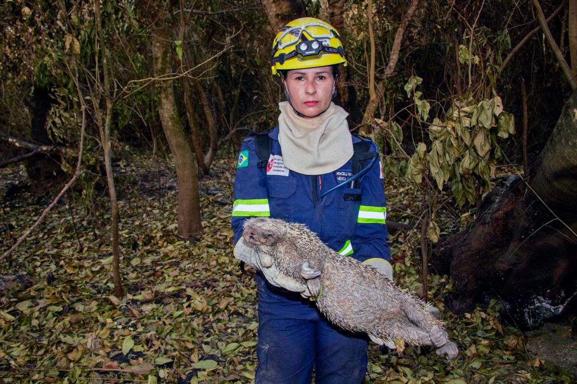 Veterinarian Aracelli Hammann, member of the Group for Animal Rescue in Disasters (GRAD), holds a Brazilian porcupine (Coendou prehensilis) killed by forest fires in the Pantanal wetland in Porto Jofre, Mato Grosso State, Brazil.