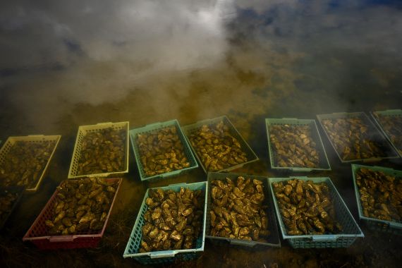 This picture shows crates of oysters during their maturing process in an oyster bed in Marennes along the Seudre river, south-western France.