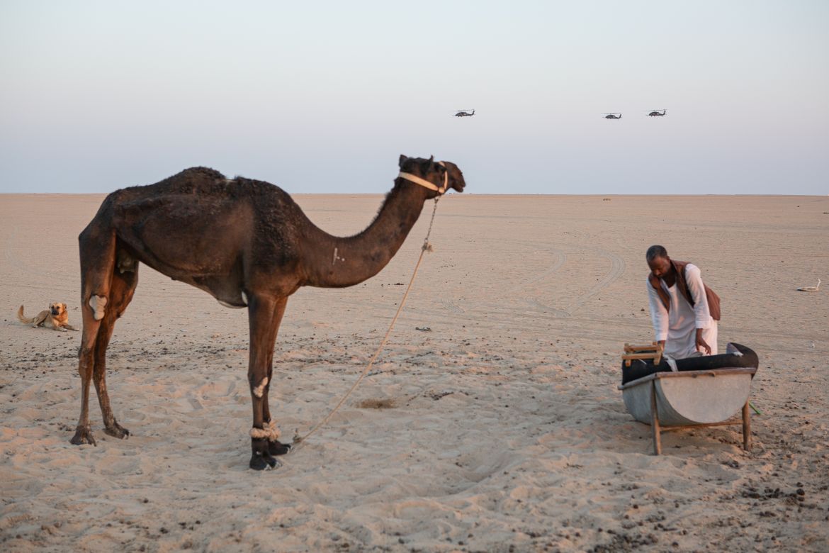 A camel in Kuwait