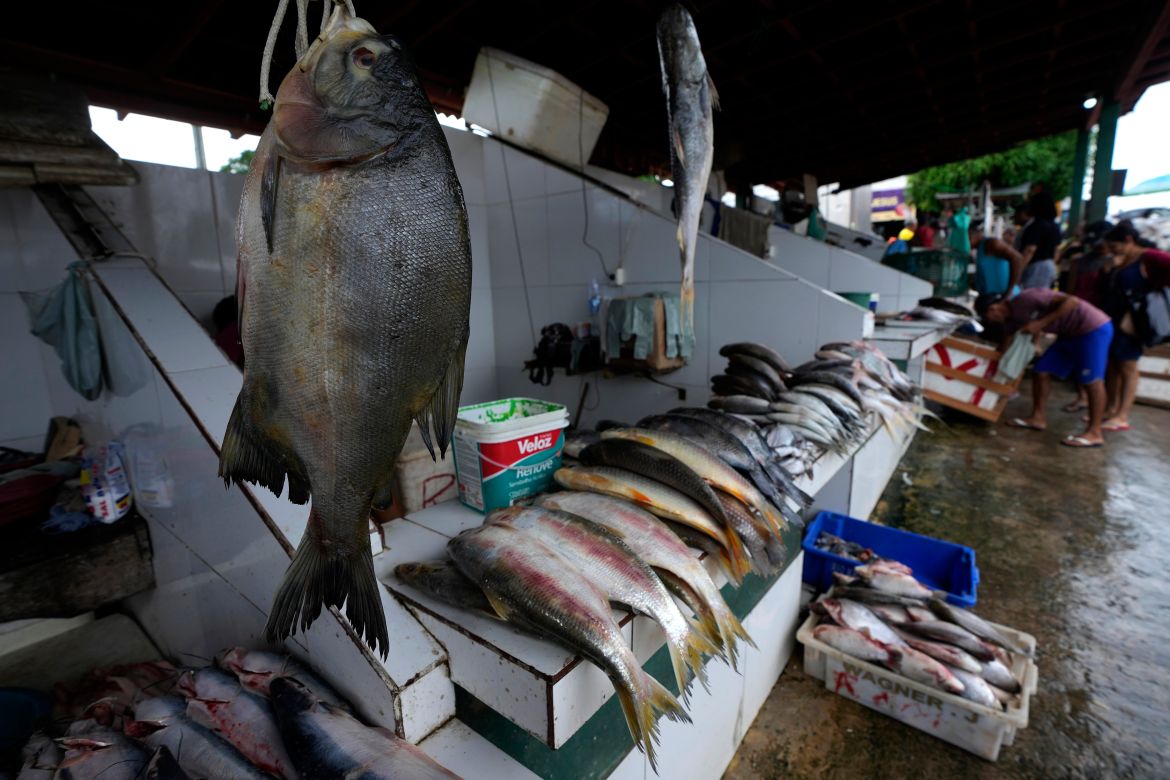 Typical fish from the Amazon rivers are displayed for sale at the Central Market on the banks of the Tocantis River, in the city of Mocajuba, Para state, Brazil.