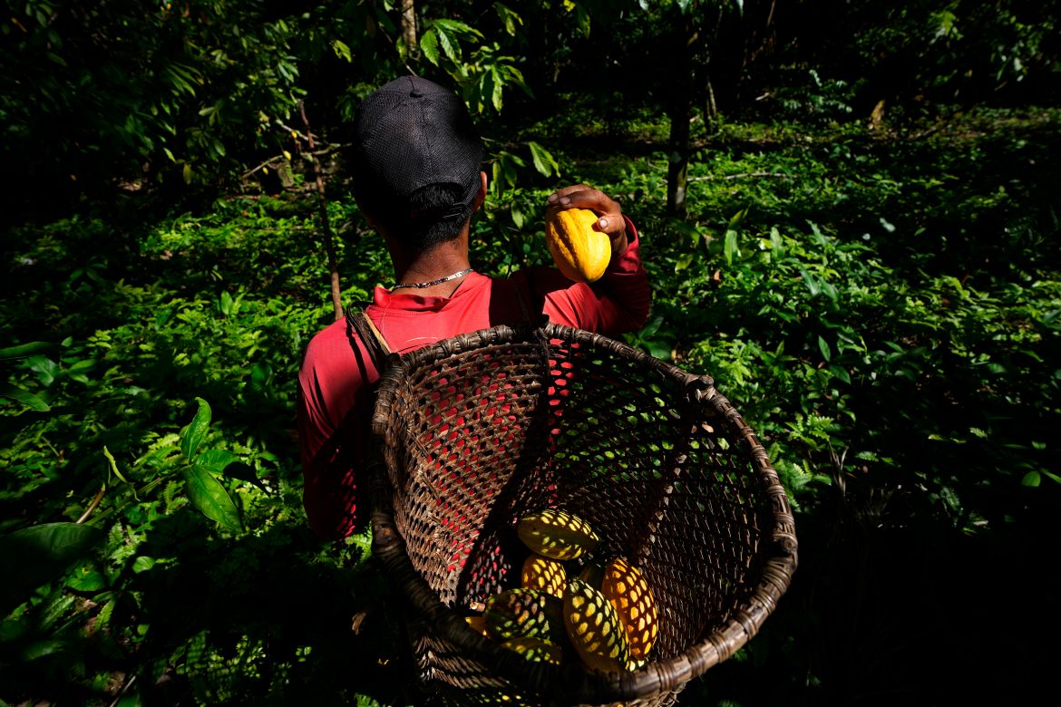 Jose Carlos, an employee at the Sitio Gimaia Tauare owned by Neilanny Maia, harvests cocoa fruits by hand, for processing by the De Mendes Chocolates company, on the island of Tauare, in the municipality of Mocajuba, Para state, Brazil.