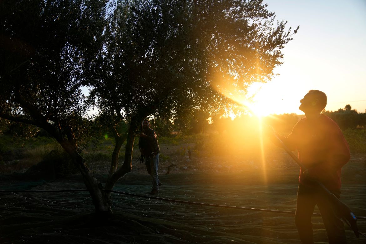 Workers use electric combs to harvest olives from a tree as the sun rises in Spata suburb, east of Athens, Greece.