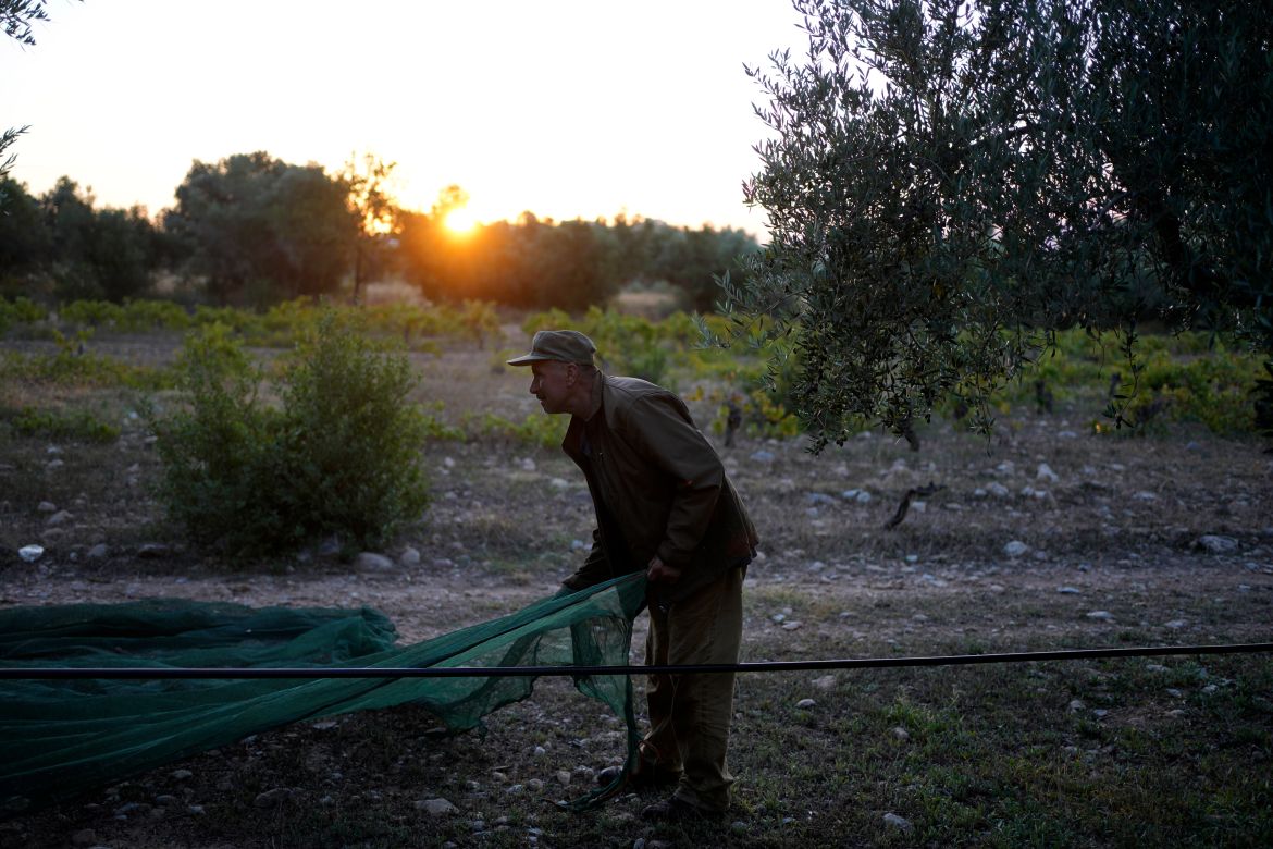 A worker spreads a collection net during the harvest of olives in Spata suburb, east of Athens, Greece, Monday.
