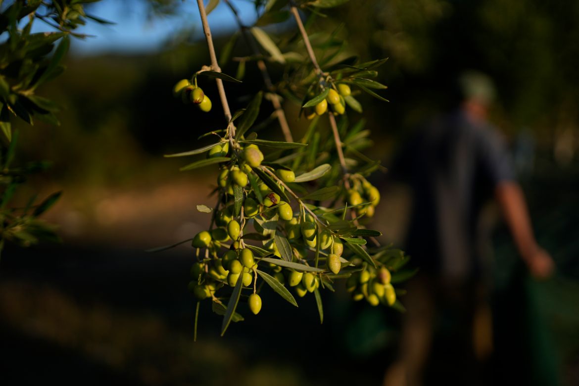 Olives hang on a tree during the harvest period in Spata suburb, east of Athens, Greece, Monday.