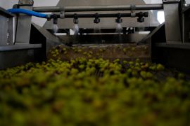 A machine sprays water over the olives at an olive oil mill in Spata suburb, east of Athens, Greece.